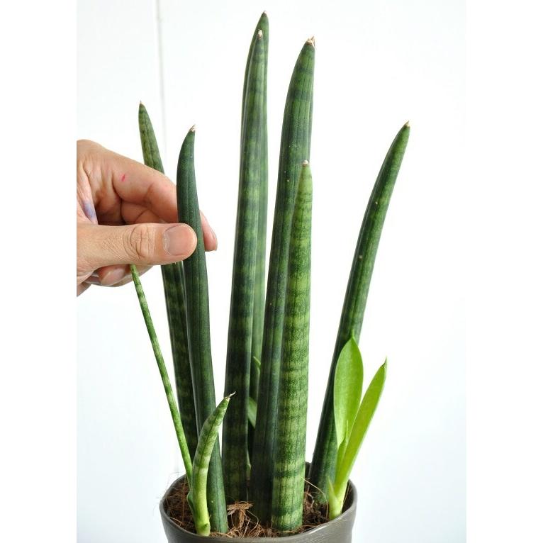 お試し】サンスベリア（スタッキー） 4号 プラスチック鉢 多肉植物