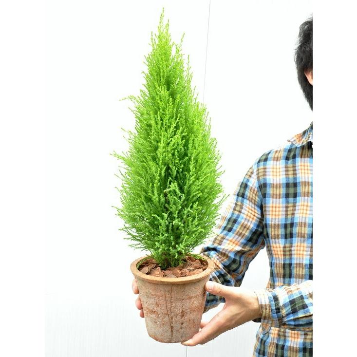 【２鉢セット】 ゴールドクレスト（茶色×灰色）モスポット トール ラウンド型 コニファー　鉢植え　MOSS POT　コニファウィルマ　クリスマスツリー　クレスト　｜itempost｜07