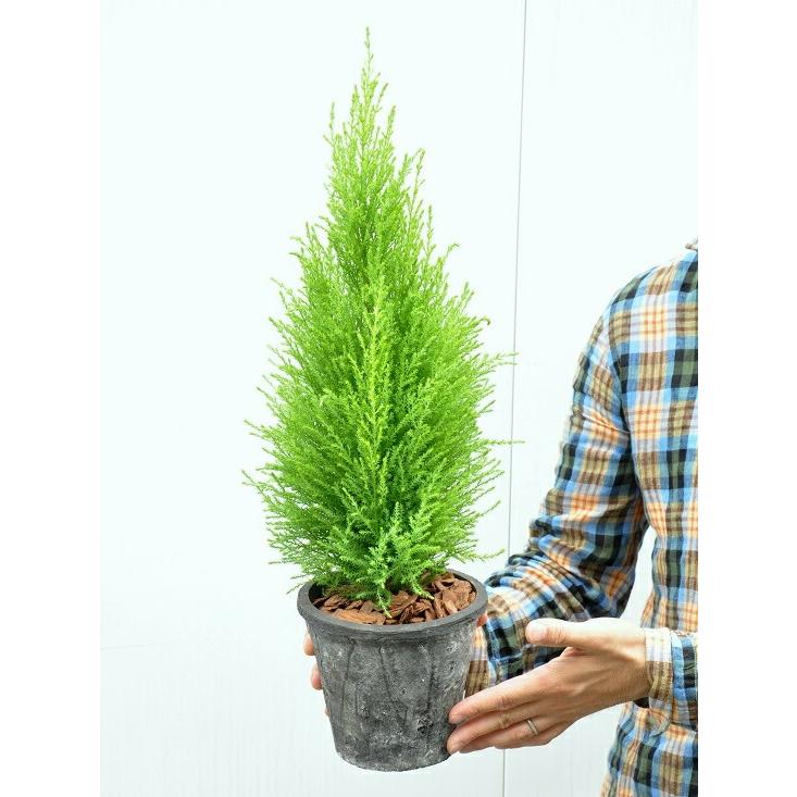 【２鉢セット】 ゴールドクレスト（茶色×灰色）モスポット トール ラウンド型 コニファー　鉢植え　MOSS POT　コニファウィルマ　クリスマスツリー　クレスト　｜itempost｜08