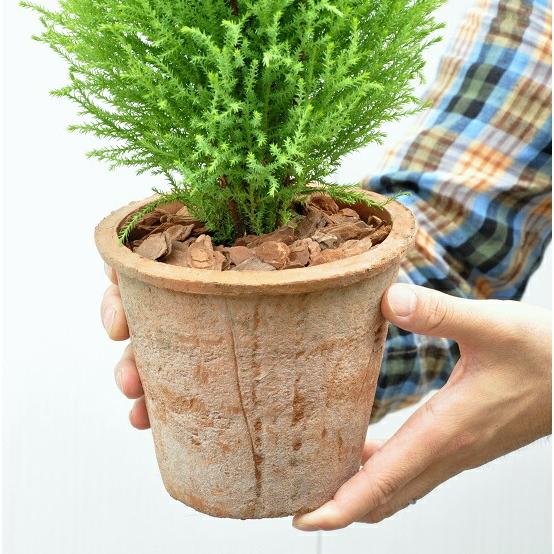 【２鉢セット】 ゴールドクレスト（茶色×灰色）モスポット トール ラウンド型 コニファー　鉢植え　MOSS POT　コニファウィルマ　クリスマスツリー　クレスト　｜itempost｜09