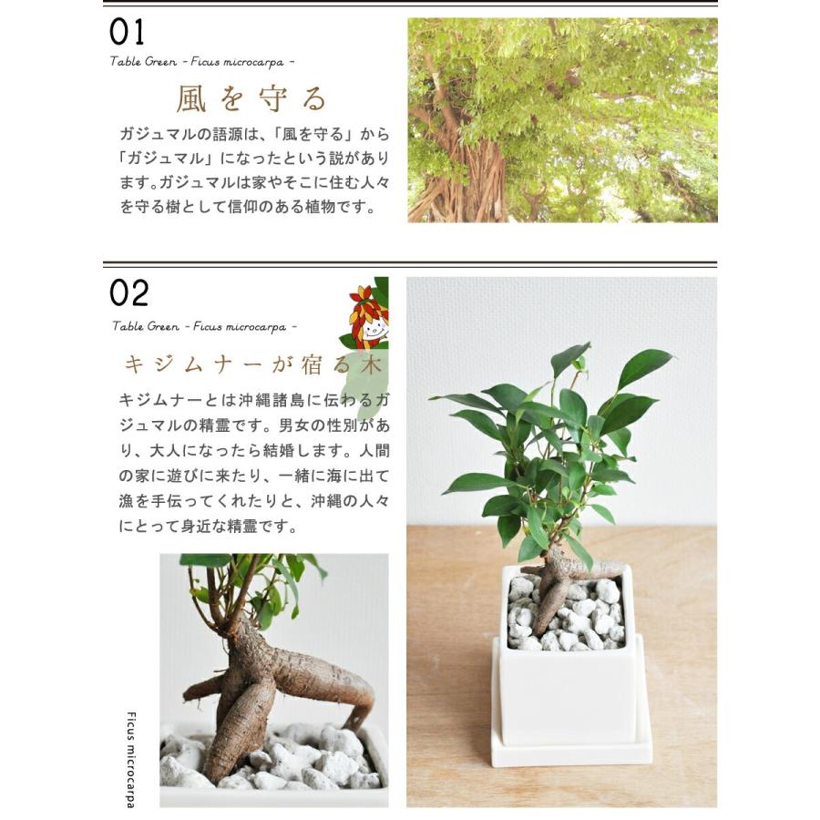 がじゅまる × コンパクト スクエア陶器鉢 ガジュマルの樹 SSサイズ