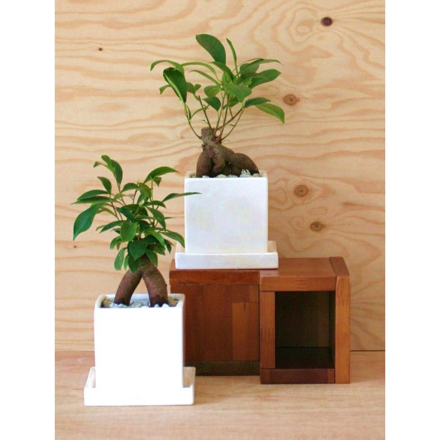 がじゅまる × コンパクト スクエア陶器鉢 ガジュマルの樹 SSサイズ