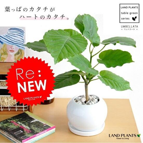 ウンベラータ 白色 丸形 陶器鉢（ぺブル） フィカス・ウンベラータ