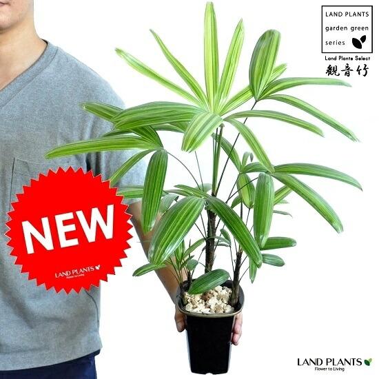 観葉植物 観音竹 カンノンチク 大型 お試し】 観音竹（カンノンチク）4号 黒色プラスチック鉢 綾錦