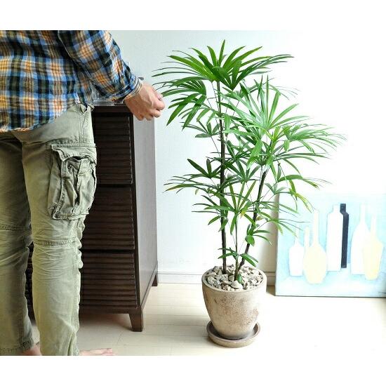 棕櫚竹（シュロチク） 茶色 エッグ型 ラウンド陶器鉢 観棕竹