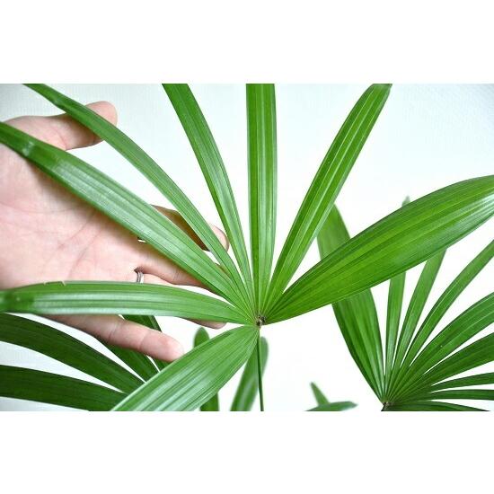 棕櫚竹（シュロチク） 茶色 エッグ型 ラウンド陶器鉢 観棕竹