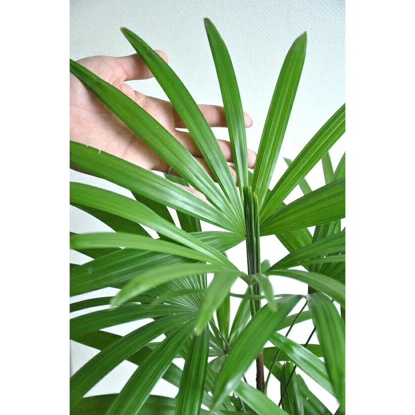 棕櫚竹（シュロチク） 茶色 エッグ型 ラウンド陶器鉢 観棕竹