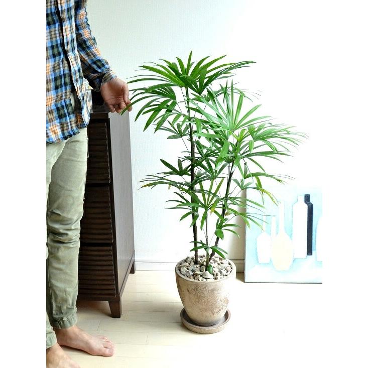 棕櫚竹（シュロチク） 茶色 エッグ型 ラウンド陶器鉢 観棕竹