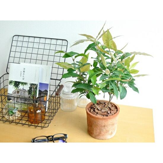 レモンマートル（茶色）モスポット シリンダー型 テラコッタ シトラール 鉢植えレモンマートルの木　MOSS POT　苗　苗木　レモンマートルハーブティー　レモ｜itempost｜03