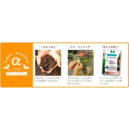 【お試し】 ウンベラータ 白色 プラスチック鉢 4号 (南) 卓上サイズ 鉢植え 鉢 苗 苗木 観葉植物 白 ホワイト 丸｜itempost｜13