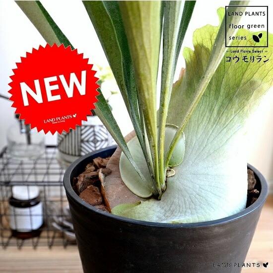 コウモリラン（ビカクシダ） 8号 セラアート鉢 ブラック 大型 鉢植え