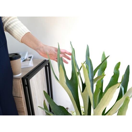 コウモリラン（ビカクシダ） 8号 セラアート鉢 ブラック 大型 鉢植え