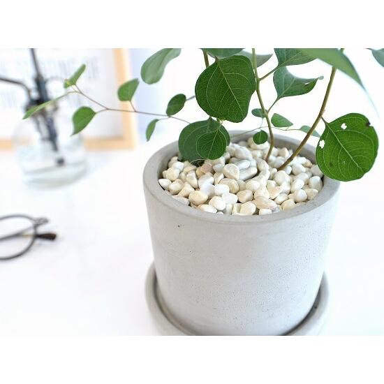 ユーカリ　ポポラス　陶器鉢植え　苗 送料無料】【生花/鉢】ユーカリ ポポラス 7寸鉢 ※北海道・九州・沖縄は