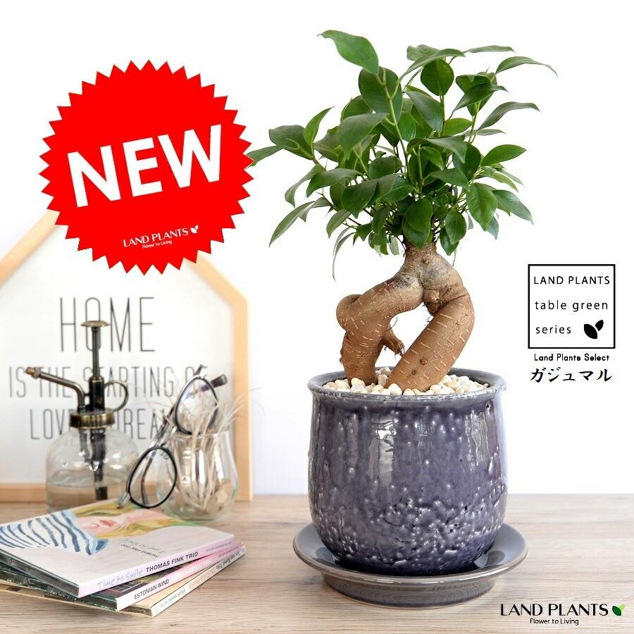ガジュマル（幹太タイプ） 紫色 風合いある 陶器鉢 Mサイズ 【黄色小石