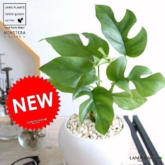 ミニモンステラ 白色 丸形 陶器鉢（黄色小石） 鉢植え苗 苗木 ヒメ