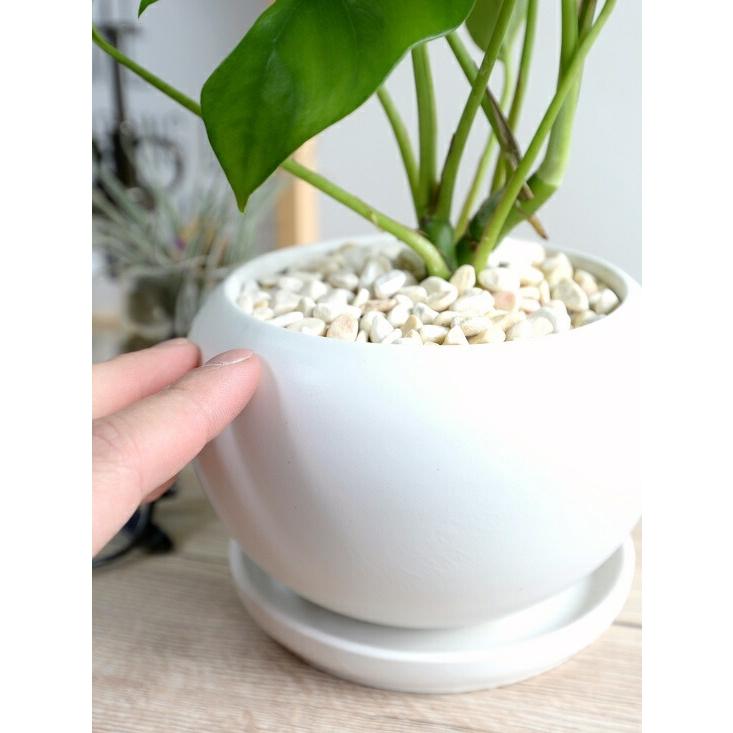 ミニモンステラ 白色 丸形 陶器鉢(黄色小石) 鉢植え苗 苗木 ミニモンステラ 白色 丸形 陶器鉢(黄色小石) 鉢植え苗 苗木
