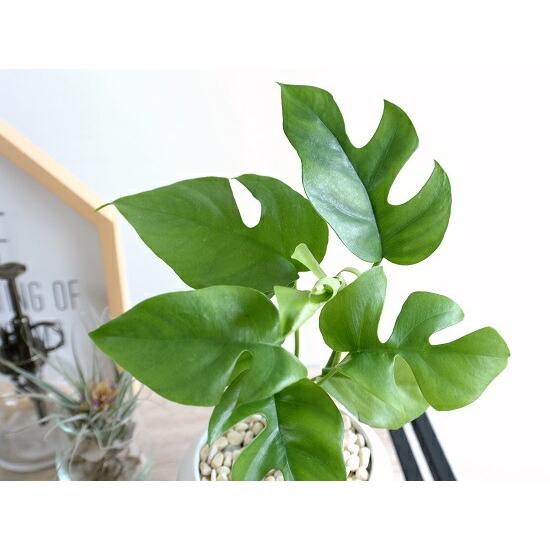 ミニモンステラ 白色 丸形 陶器鉢（黄色小石） 鉢植え苗 苗木 ヒメ