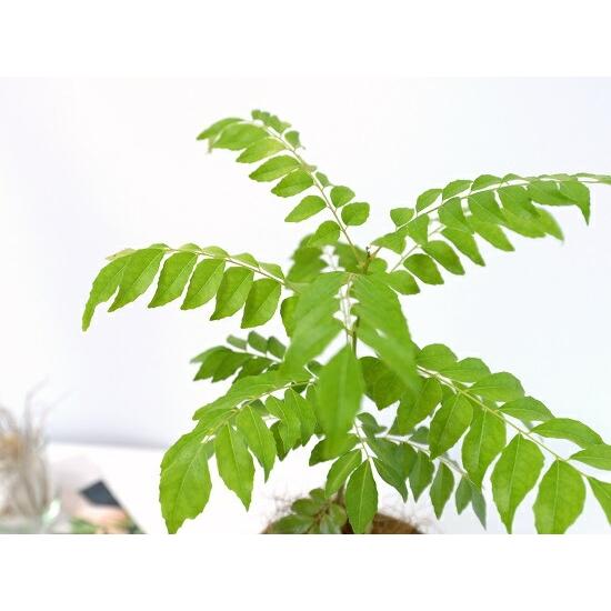 お試し】 カレーの木 4号 白色 プラスチック鉢 オオバゲッキツ 大葉月 