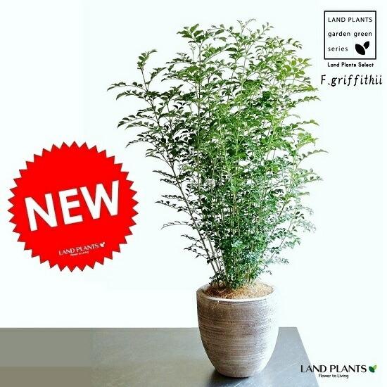 シマトネリコ デザインの良い テラコッタ 鉢植え （横縞） 株立ち 素焼