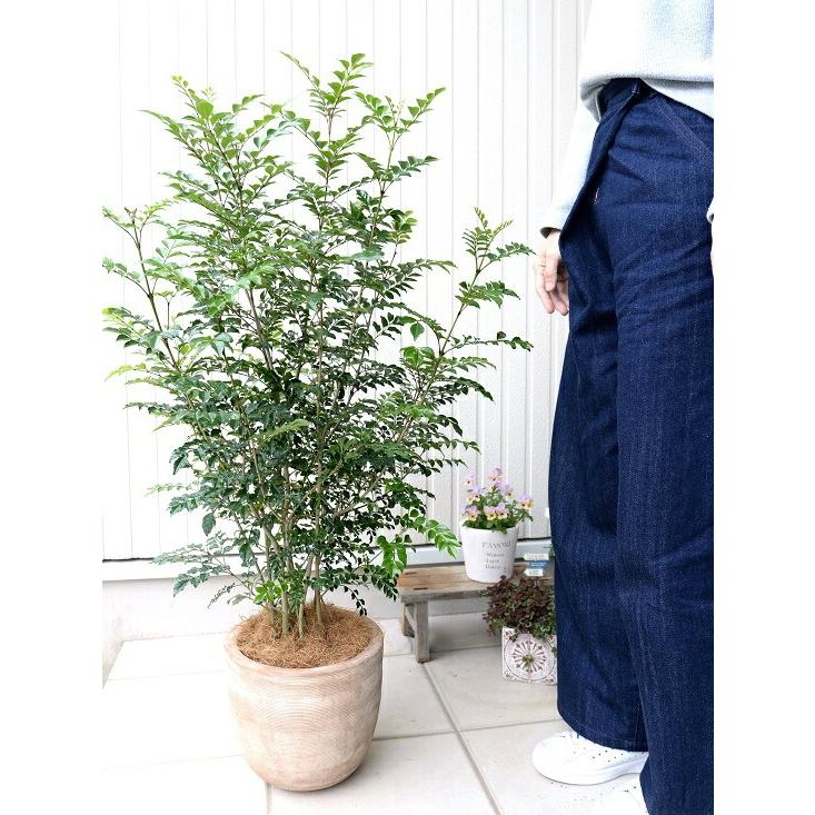 シマトネリコ デザインの良い テラコッタ 鉢植え （横縞） 株立ち 素焼