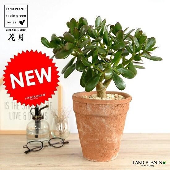 金のなる木（花月） 茶色 モスポット トール ラウンド型 鉢植え