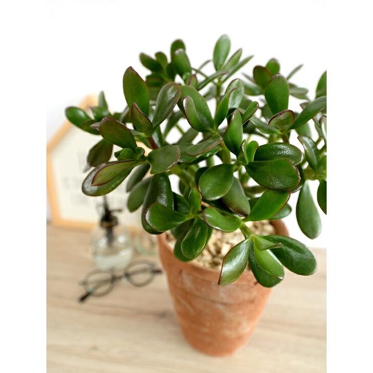 カネノナルキ（花月） 茶色 モスポット トール ラウンド型 鉢植え 金の