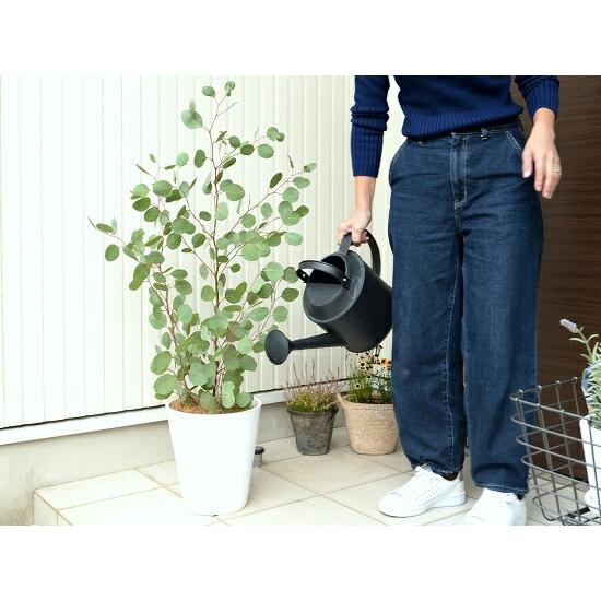 丸葉 ユーカリ （ポポラス） 8号 白色セラアート 鉢植え 大型 ポリアンセモス ユーカリの木 ユーカリプタス フトモモ 鉢 苗 苗木 白 ホワイト 丸 ハートの葉 観_4