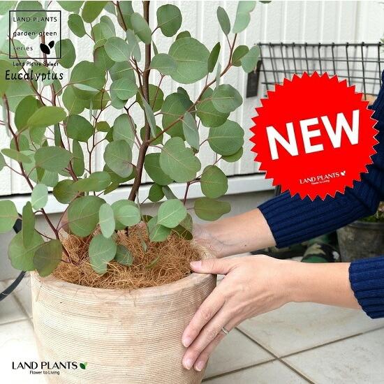 ユーカリ （ポポラス） デザインの良い テラコッタ 鉢植え 大型