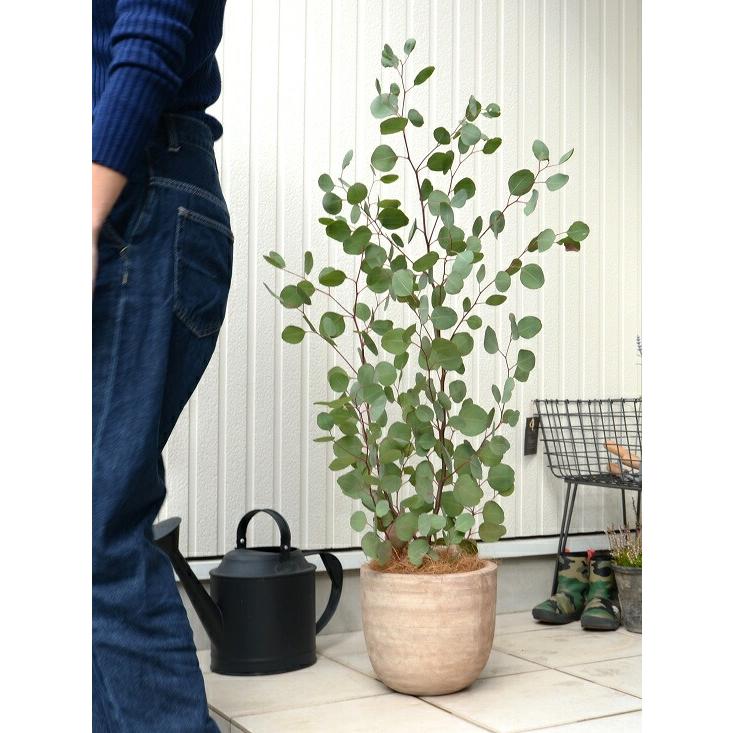 丸葉 ユーカリ （ポポラス） デザインの良い テラコッタ 鉢植え 大型