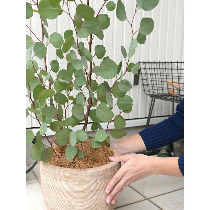 丸葉 ユーカリ （ポポラス） デザインの良い テラコッタ 鉢植え 大型