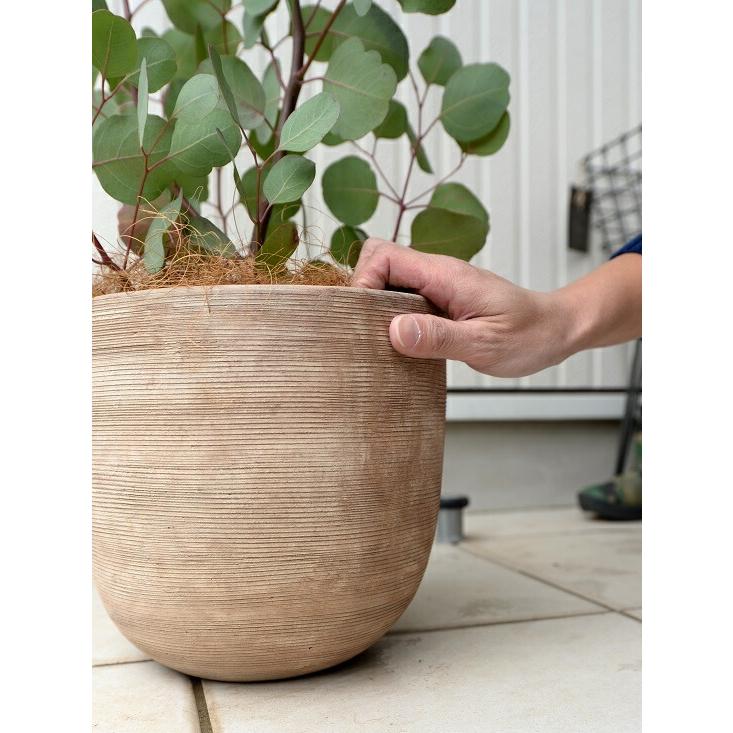 丸葉 ユーカリ （ポポラス） デザインの良い テラコッタ 鉢植え 大型