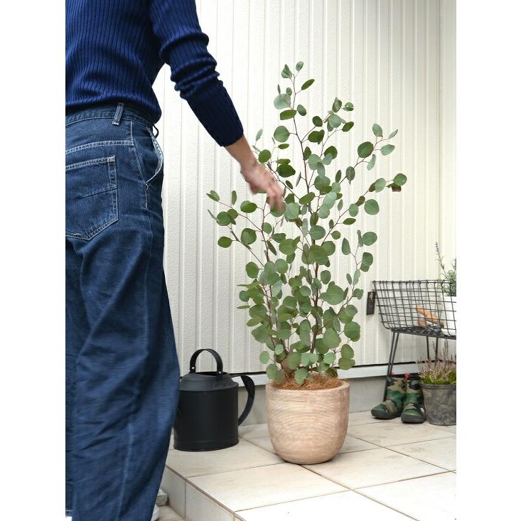 丸葉 ユーカリ （ポポラス） デザインの良い テラコッタ 鉢植え 大型