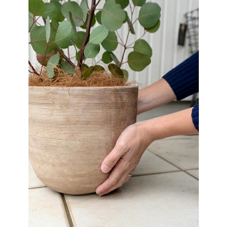 丸葉 ユーカリ （ポポラス） デザインの良い テラコッタ 鉢植え 大型