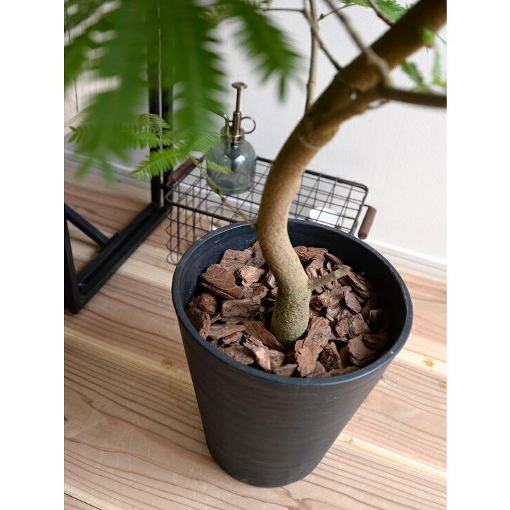 エバーフレッシュ 8号 セラアート鉢 （黒色） 鉢植え 鉢 苗 苗木 大型