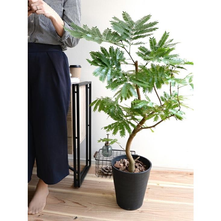 エバーフレッシュ 8号 セラアート鉢 （黒色） 鉢植え 鉢 苗 苗木 大型