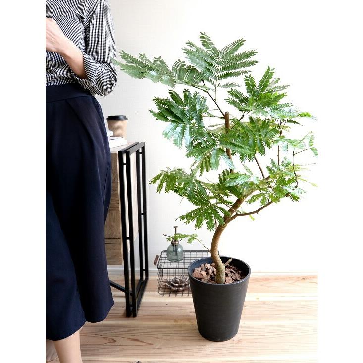 エバーフレッシュ 8号 セラアート鉢 （黒色） 鉢植え 鉢 苗 苗木 大型