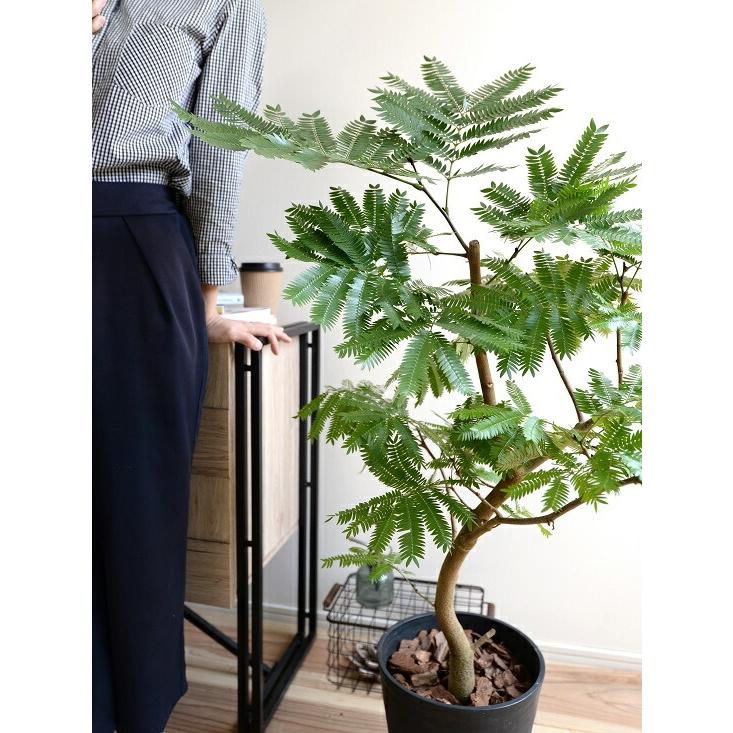 エバーフレッシュ 8号 セラアート鉢 （黒色） 鉢植え 鉢 苗 苗木 大型
