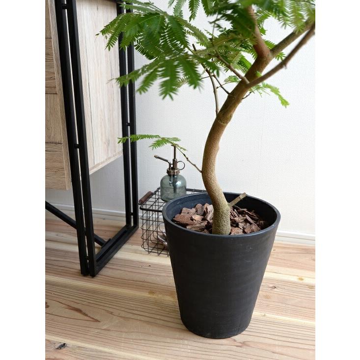 エバーフレッシュ 8号 セラアート鉢 （黒色） 鉢植え 鉢 苗 苗木 大型