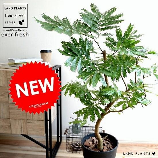 エバーフレッシュ（ネムノキ） 黒色 セラアート鉢 鉢植え 観葉植物 エバーフレッシュ 黒色 セラアート鉢 8号 鉢植え 鉢 苗 苗木 大型 観葉