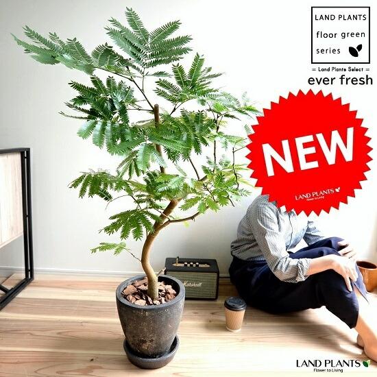 エバーフレッシュ 黒色 エッグ ラウンド 陶器鉢 鉢植え 鉢 苗 苗木