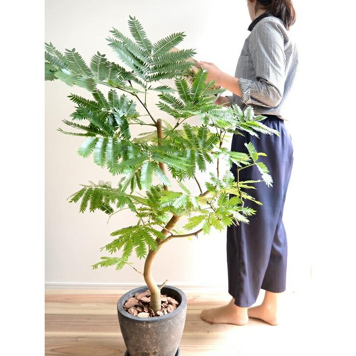 エバーフレッシュ 黒色 エッグ ラウンド 陶器鉢 鉢植え 鉢 苗 苗木