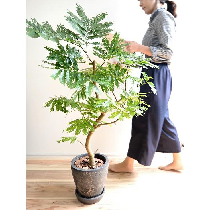 エバーフレッシュ 黒色 エッグ ラウンド 陶器鉢 鉢植え 鉢 苗 苗木