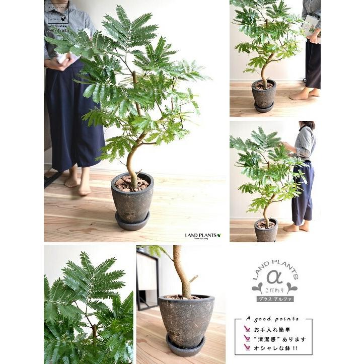 エバーフレッシュ 黒色 エッグ ラウンド 陶器鉢 鉢植え 鉢 苗 苗木