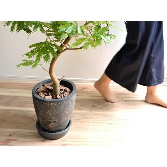 エバーフレッシュ 黒色 エッグ ラウンド 陶器鉢 鉢植え 鉢 苗 苗木
