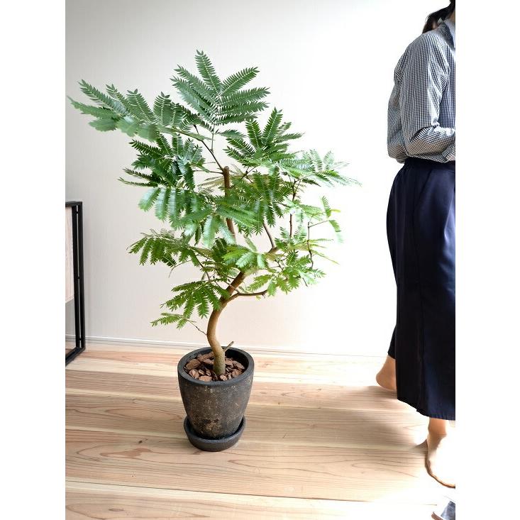 美形　大型　エバーフレッシュ　S字仕立て　陶器鉢植え込み発送 エバーフレッシュ 黒色 エッグ ラウンド 陶器鉢 鉢植え 鉢 苗 苗木