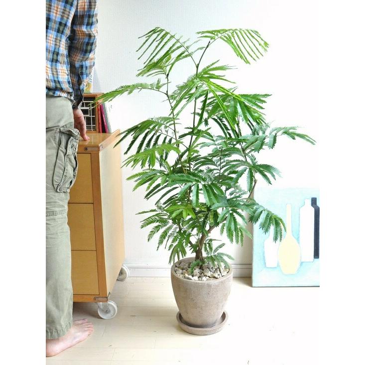 エバーフレッシュ （茶色） エッグ型 ラウンド 陶器鉢 ネムノキ アカ