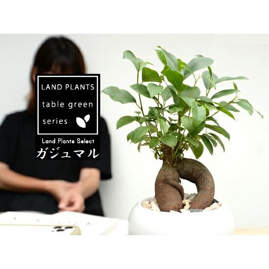 ガジュマル（幹太） 白色 大丸 陶器鉢 【天然砕石・受皿・育て方】 多幸の樹 精霊が宿る木 鉢植え 鉢 苗 苗木 白 ホワイト 丸 ラウンド 観葉植物 送料無料 がじ_10