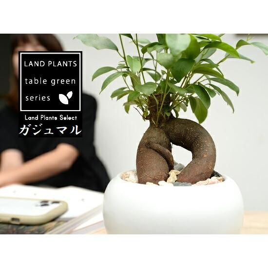 ガジュマル（幹太） 白色 大丸 陶器鉢 【天然砕石・受皿・育て方】 多幸の樹 精霊が宿る木 鉢植え 鉢 苗 苗木 白 ホワイト 丸 ラウンド 観葉植物 送料無料 がじ_14
