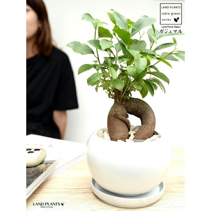 ガジュマル（幹太） 白色 大丸 陶器鉢 【天然砕石・受皿・育て方】 多幸の樹 精霊が宿る木 鉢植え 鉢 苗 苗木 白 ホワイト 丸 ラウンド 観葉植物 送料無料 がじ_2