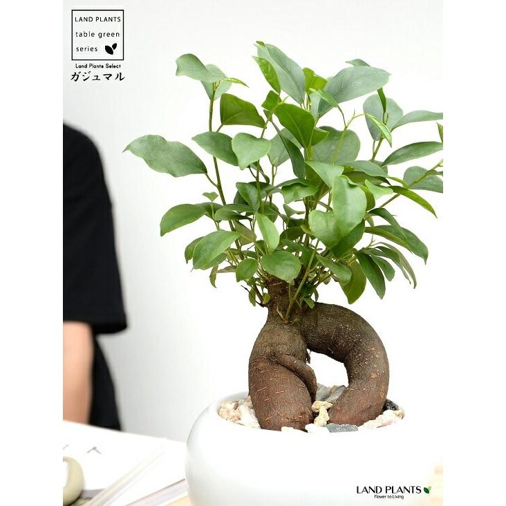 ガジュマル（幹太） 白色 大丸 陶器鉢 【天然砕石・受皿・育て方】 多幸の樹 精霊が宿る木 鉢植え 鉢 苗 苗木 白 ホワイト 丸 ラウンド 観葉植物 送料無料 がじ_3